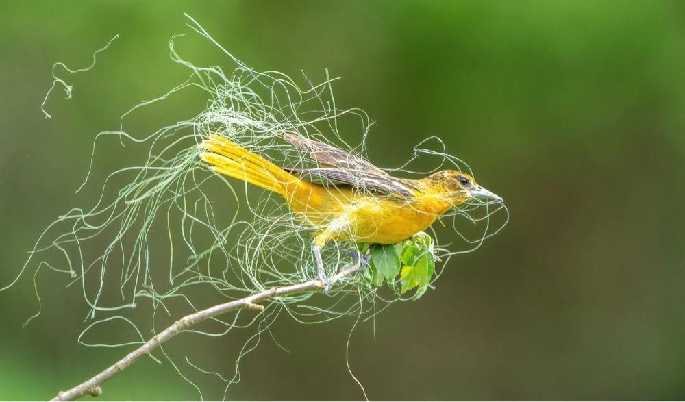 a bright yellow and brown bird collects material for its nest