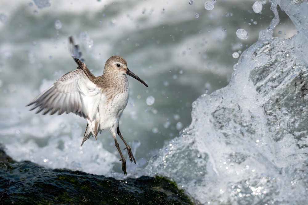 a small white and gray bird jumps back from a wave