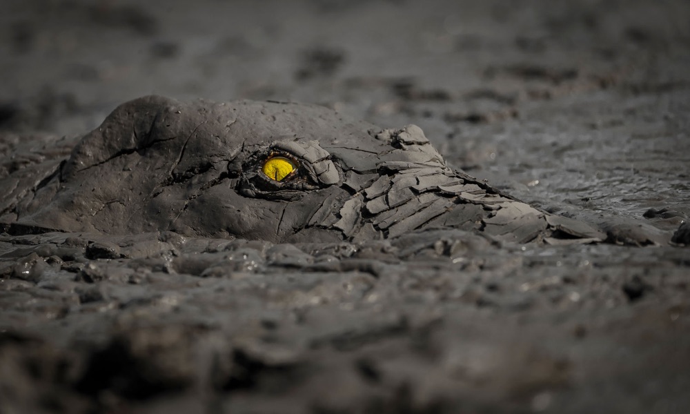 a mud-covered crocodile sits nearly unseen in the mud