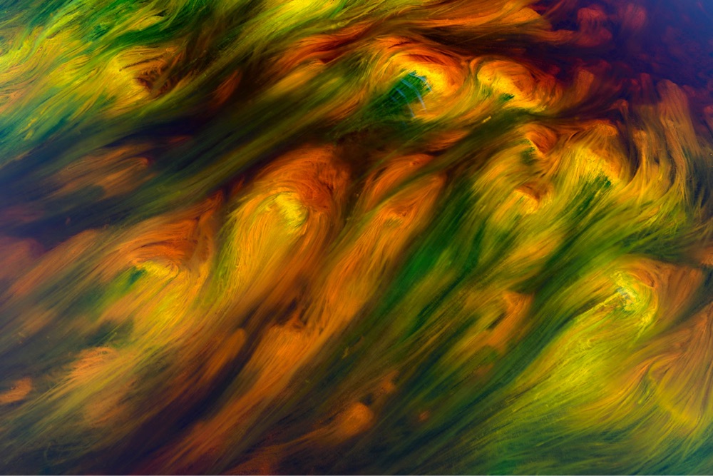 an abstract and colorful swirl of algae