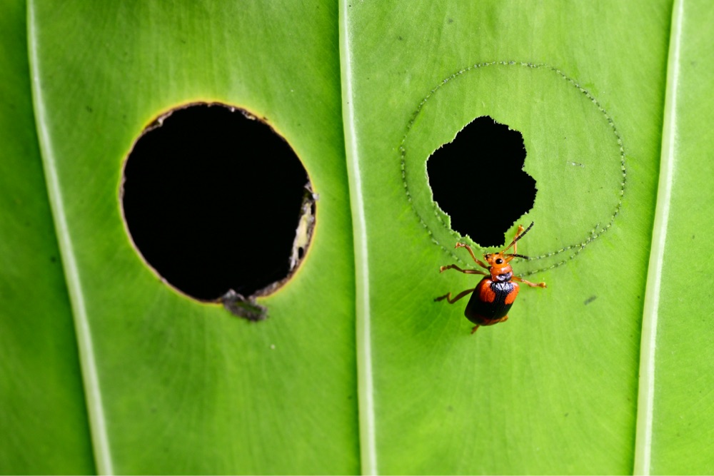 an insect eats holes in a leaf