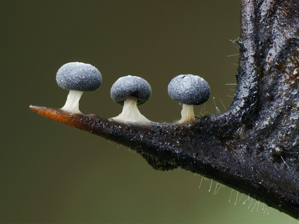three tiny fungi perch on a thorn