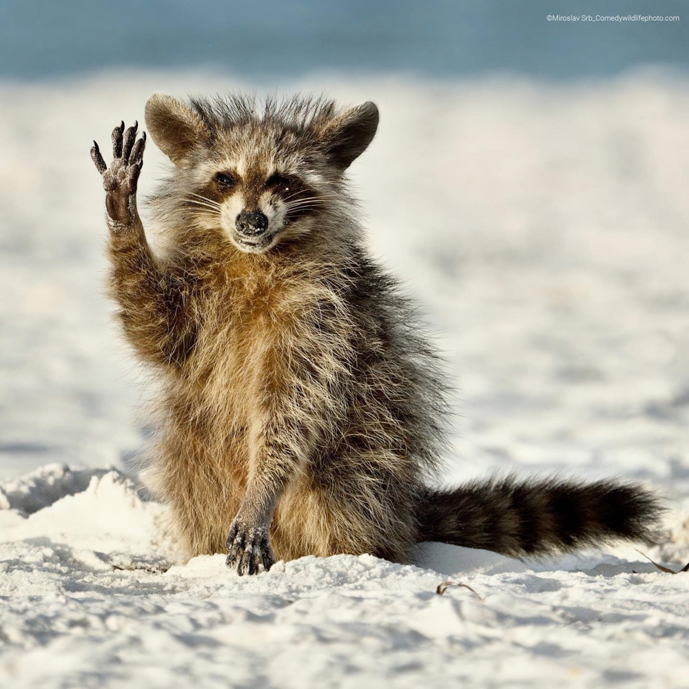 a raccoon, waving