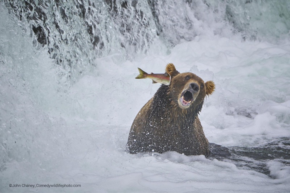 a salmon hitting a bear upside the head