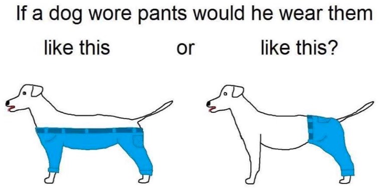 Dog Wore Pants