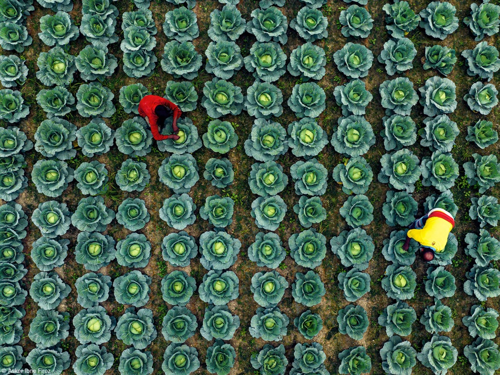 overhead view of two farmers tending cabbages