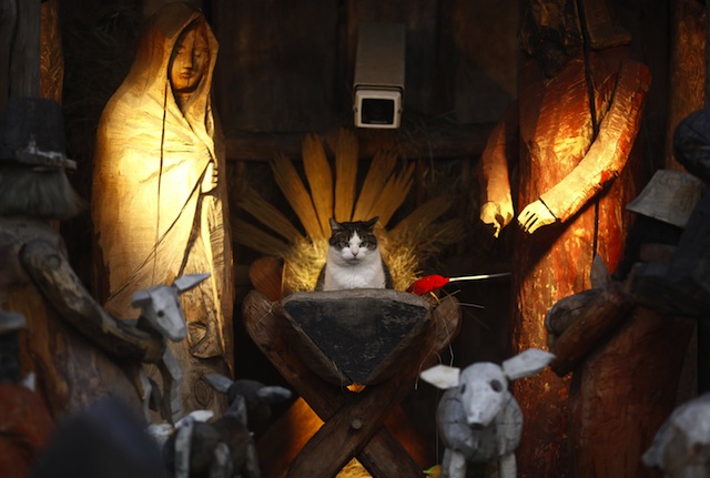 nativity-cat.jpg