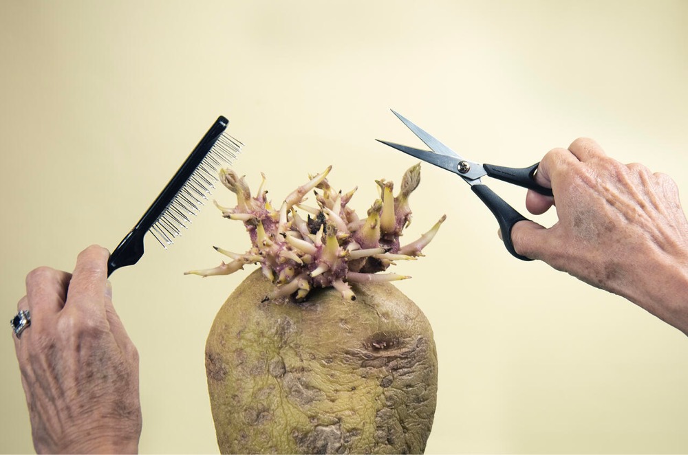 giving a potato a fake haircut