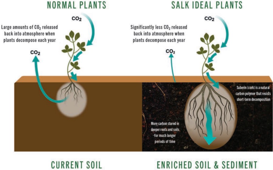 Salk Ideal Plants
