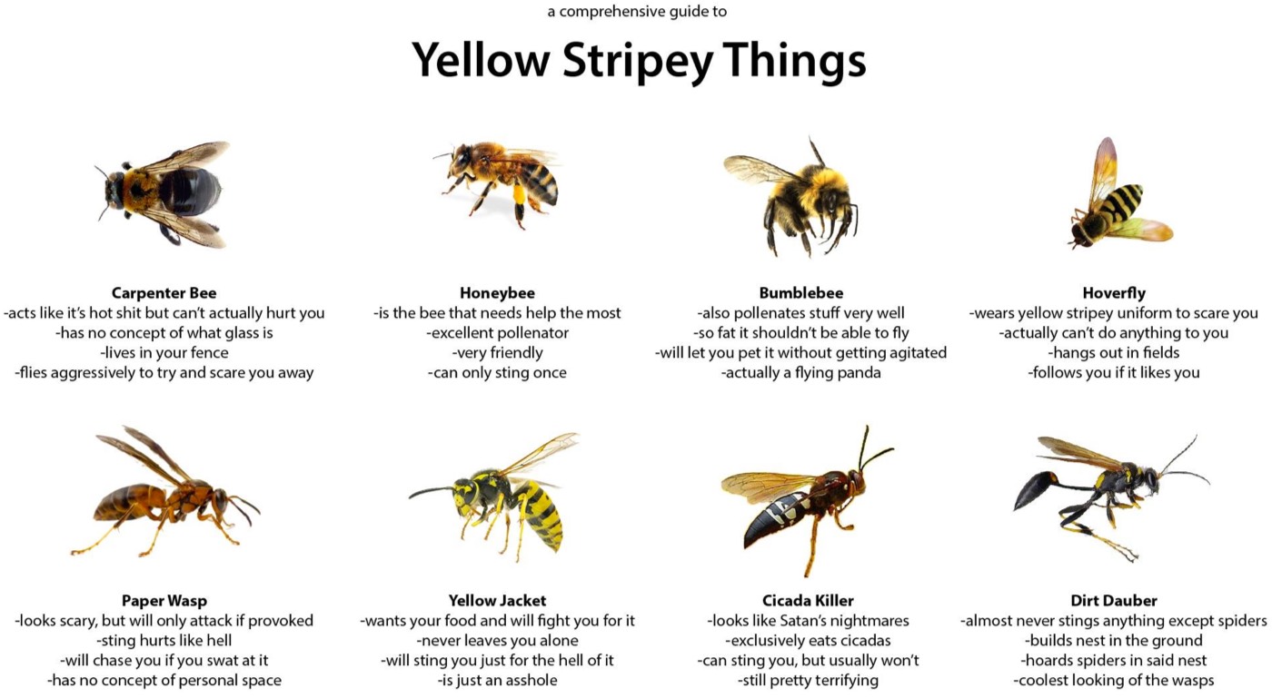 Yellow Stripey Things